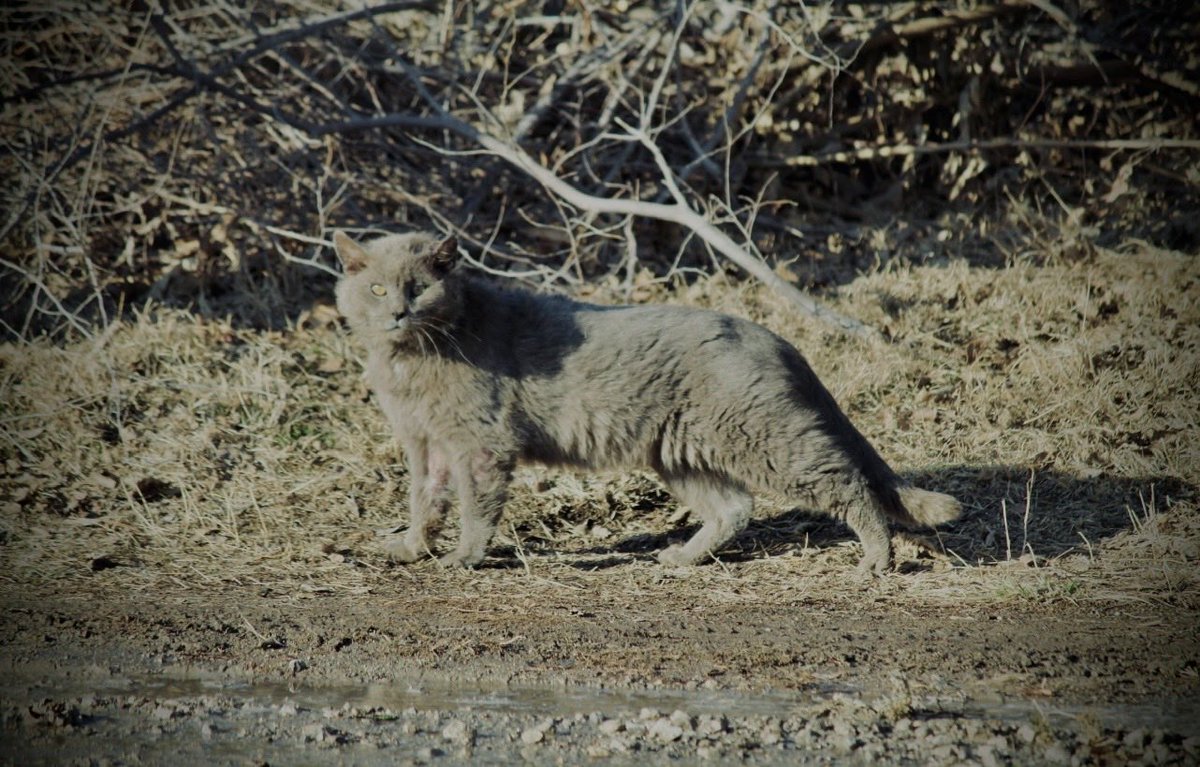 Rebecca31635712's tweet photo. Catober Day 9: #goesselkansas #outdoorphotography #outdooradventure #downtownphotography #animalphotography #catphotography #catsofinstagram #cats #catober #photographychallenge #photographyislife https://t.co/6zLbz7OekQ
