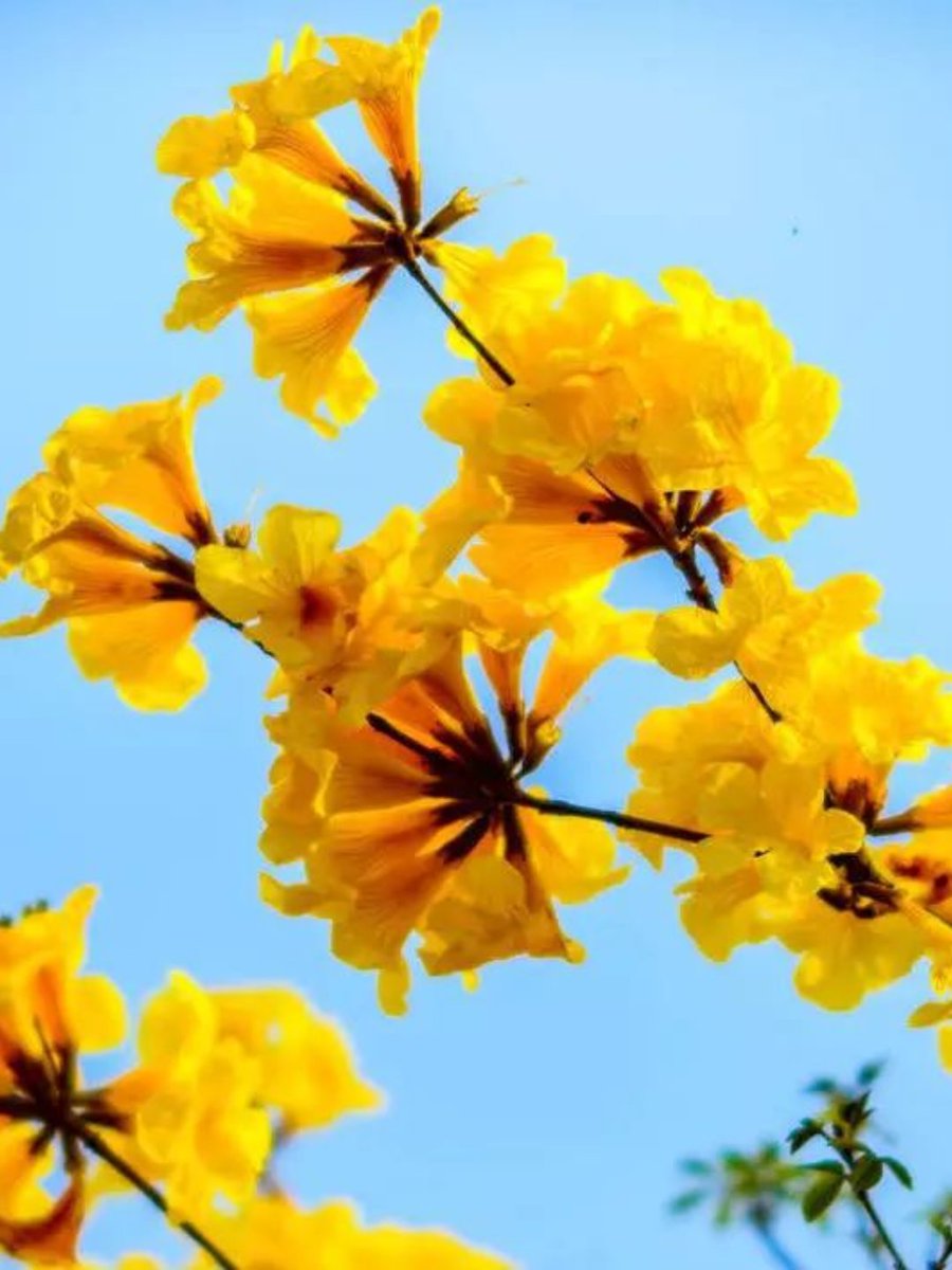 leonia8181's tweet photo. 今日は山で咲く棠の花を見つけた、可愛いハチも一緒だよ https://t.co/AQMWjMHaqe
