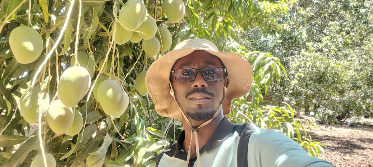 ahmedaliom's tweet photo. Addressing Seasonality and Market Surges in Somali Mango Production
​
Context &amp; Problem Statement
​In Somalia mango trees flower simultaneously around August. Because it takes approximately 3 months from flowering to fruit maturity, the harvest peaks all at once around November. https://t.co/TuoaHnPUCf