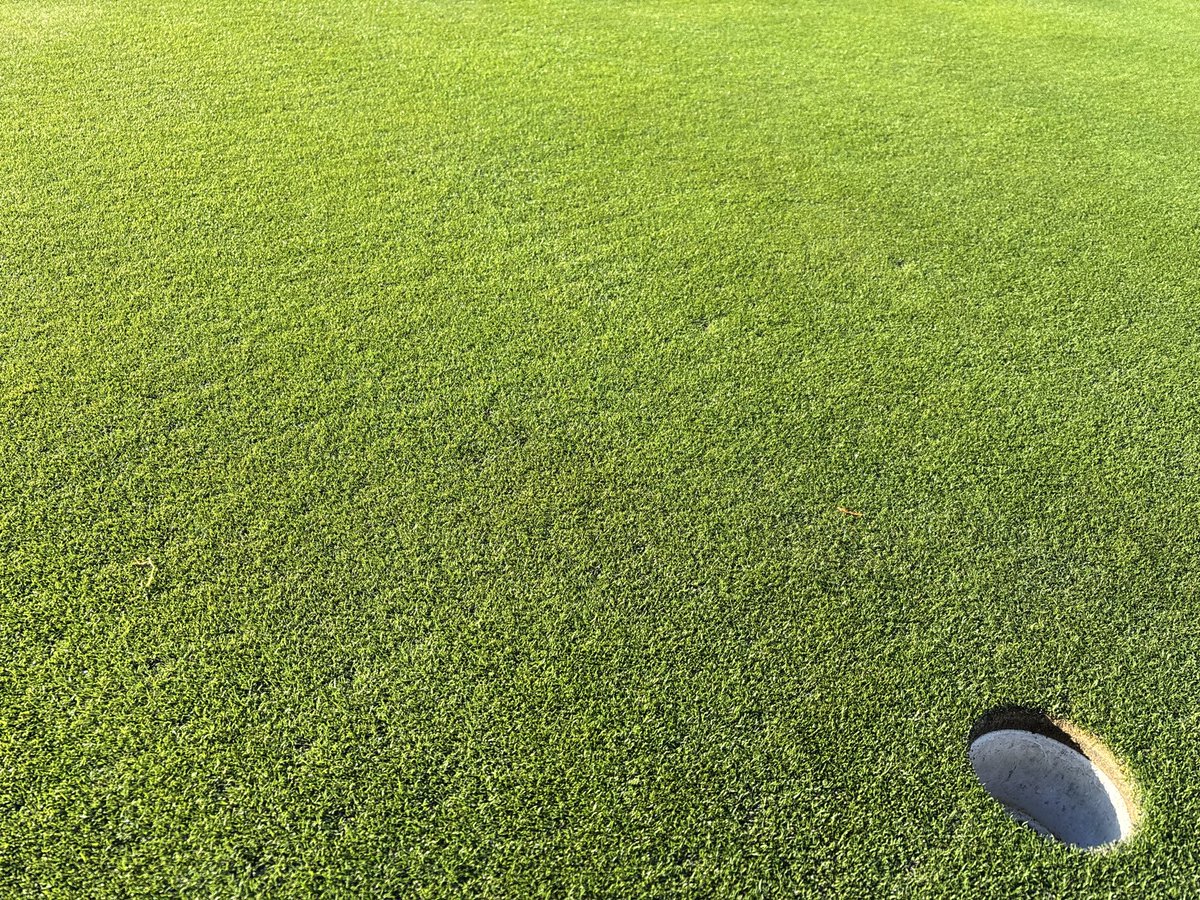 RidgesPLB's tweet photo. 6 days post punch 
Ready for a cut 👍 https://t.co/WdCiUUEszo