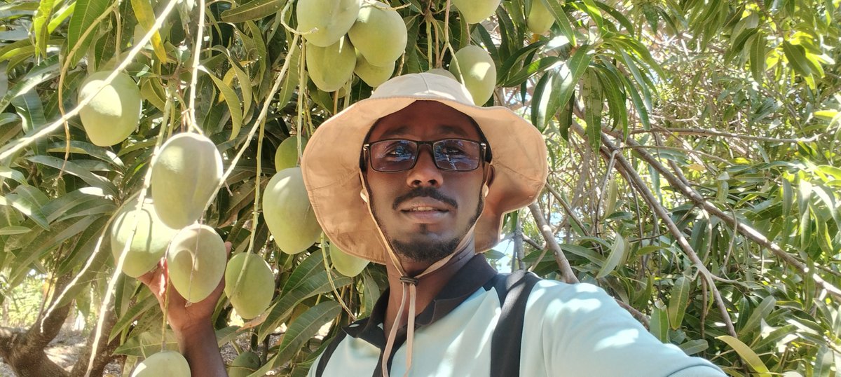 ahmedaliom's tweet photo. Addressing Seasonality and Market Surges in Somali Mango Production
​
Context &amp; Problem Statement
​In Somalia mango trees flower simultaneously around August. Because it takes approximately 3 months from flowering to fruit maturity, the harvest peaks all at once around November. https://t.co/TuoaHnPUCf