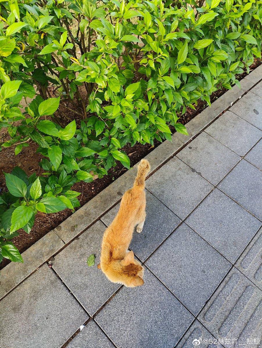 ohj_0606's tweet photo. [咕准糜呀嘎] おにぎり食べながら散歩するのが最高 https://t.co/1meHx4grO2