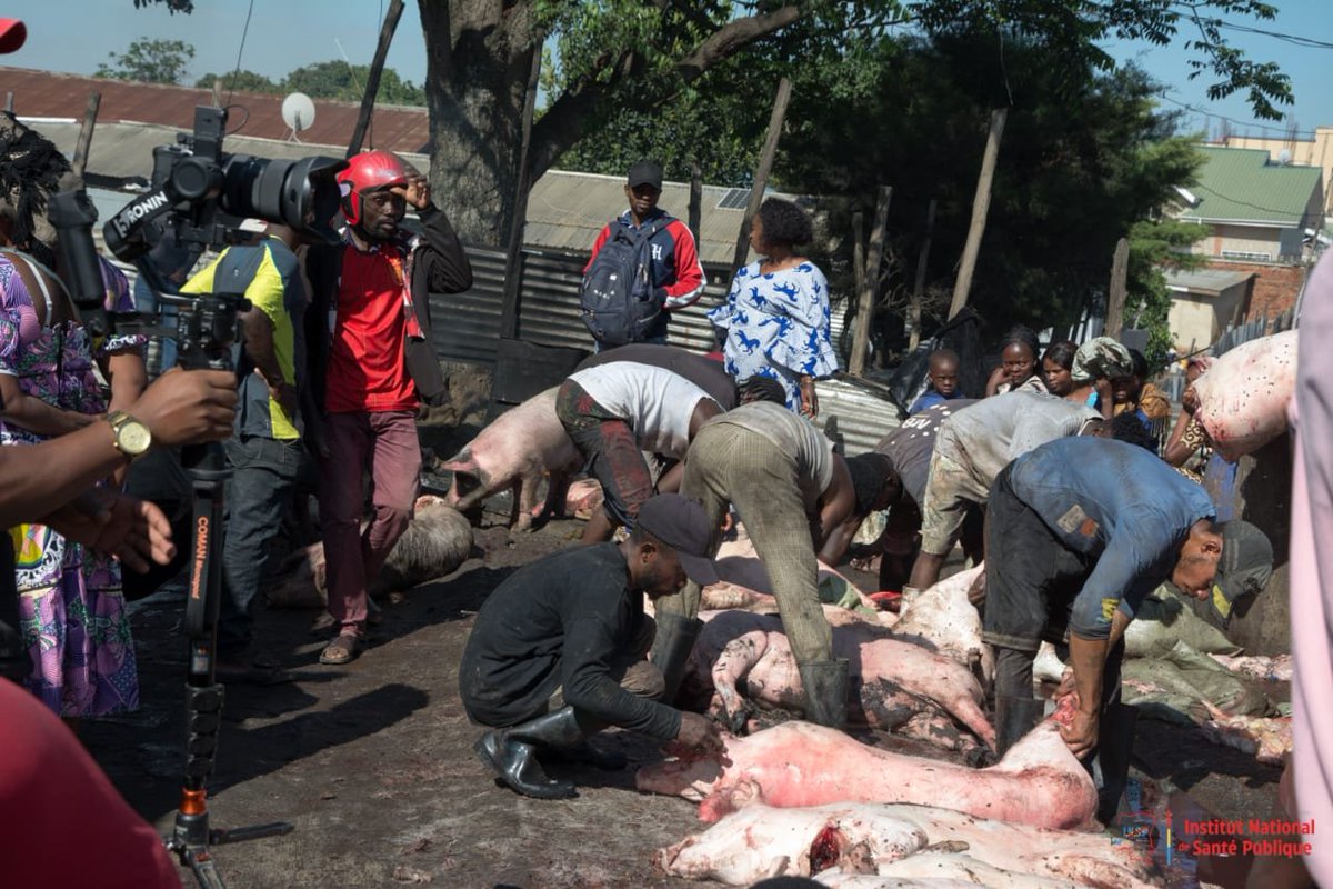 Insprdc's tweet photo. #RDC 🇨🇩 | #INSP : À BUNIA, L’APPROCHE « UNE SANTÉ » AU CŒUR DE LA PRÉVENTION D’EBOLA.

Le 10 octobre 2026, l’#INSP a sensibilisé les acteurs de l’abattoir de Bunia aux modes de transmission d’Ebola, aux mesures de prévention et aux comportements à adopter pour limiter les risques de propagation.

👥 Vétérinaires, abatteurs, transporteurs, commerçants et acheteurs ont été mobilisés autour de messages clés de prévention.

🧼 Au programme : démonstration du lavage des mains et remise d’affiches, de kits d’hygiène et de thermoflashs pour renforcer les mesures de protection sur le site.

À travers l’approche « Une Santé », l’#INSP renforce la prévention à l’interface entre la santé humaine, animale et environnementale.

Protéger chacun, c’est renforcer la sécurité sanitaire de tous !

#RiposteEbola #UneSeuleSanté #SantéPublique
@Presidence_RDC @PrimatureRDC @MinSanteRDC @OMSRDCONGO @UNICEFDRC @AfricaCDC @fhi360 @SANRU_asbl @croix_rouge_rdc @CDCgov