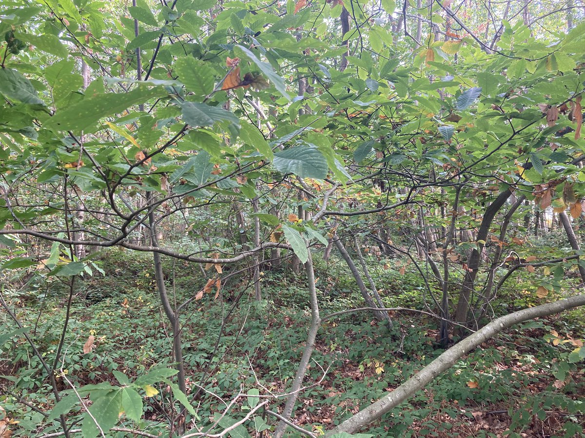 TheKentAcorn's tweet photo. Apart from food &amp; shelter a thick layer of undergrowth provides protection for shade tolerant saplings

The evidence of a healthy ecosystem is called an understory, a layer of young trees growing in woodland beneath the main tree canopy &amp; above the forest floor https://t.co/fcgSJDCEE8