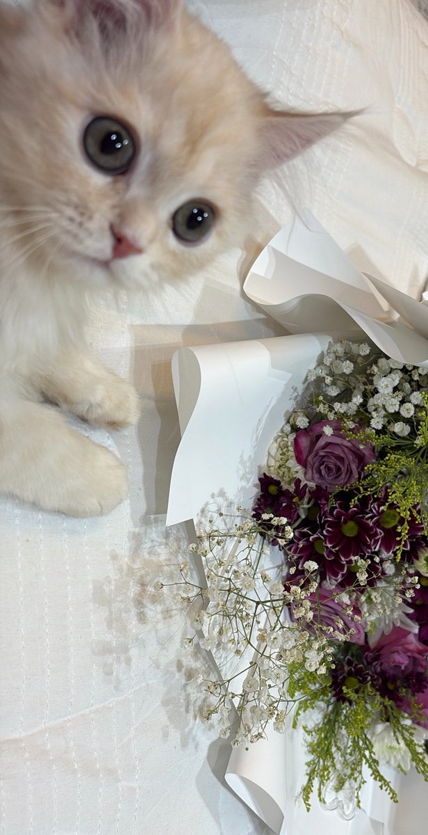 2gotohell's tweet photo. في ثلاث وردات بصورة 🌷 https://t.co/VbhalnqP2e