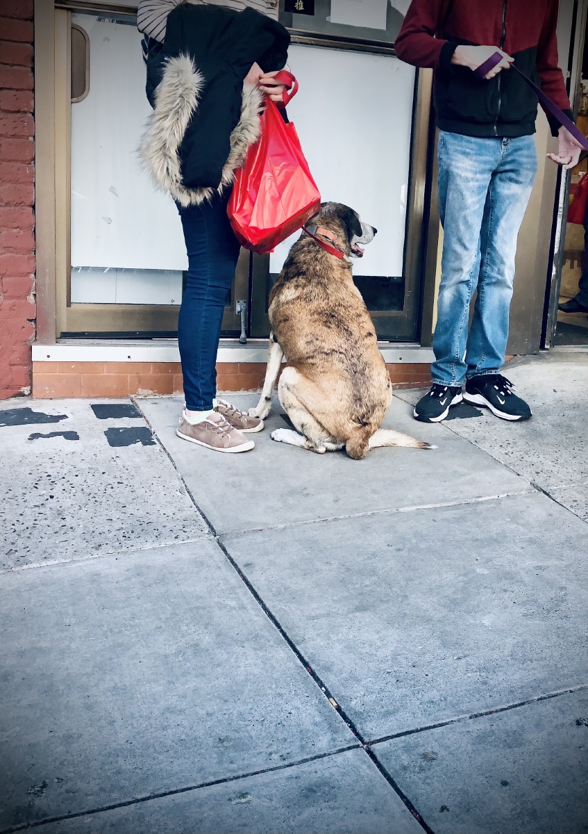 mhy05100's tweet photo. 犬が吠える中、店で捌かれた贋物が発見され、悪い奴がそそのかされた。 https://t.co/TCfmt9Fpwp