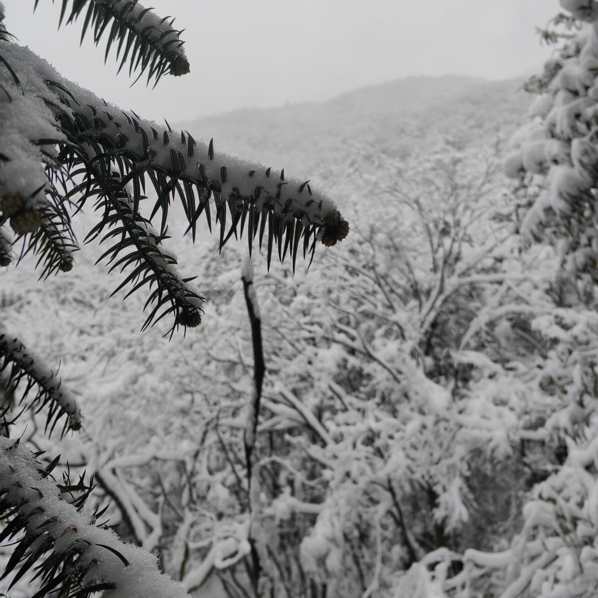 naevi_gu's tweet photo. 今日は峭く積もる雪の中、試しに新しい仕事用ノートを缮ってみた。これで業務の効率が上がるといいな、経験を積む一助にもなるかも。 https://t.co/9pgF3CTrOd