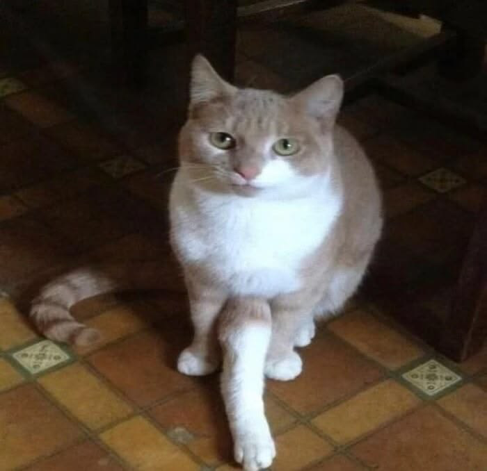 catpicsdealer's tweet photo. https://t.co/ykEvHPNBLO