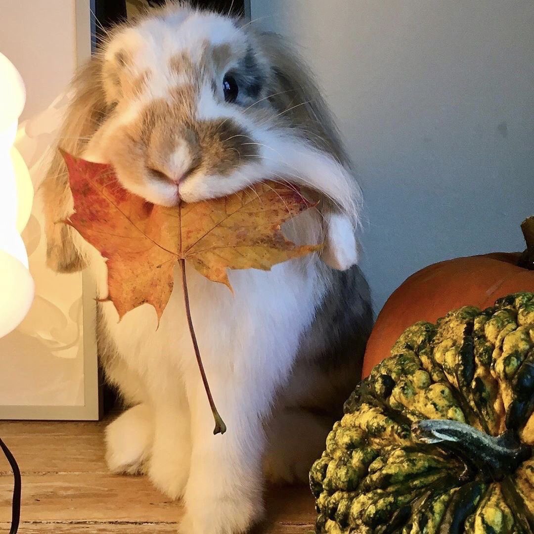 flutterbunbun's tweet photo. https://t.co/tc3BSJYrzW