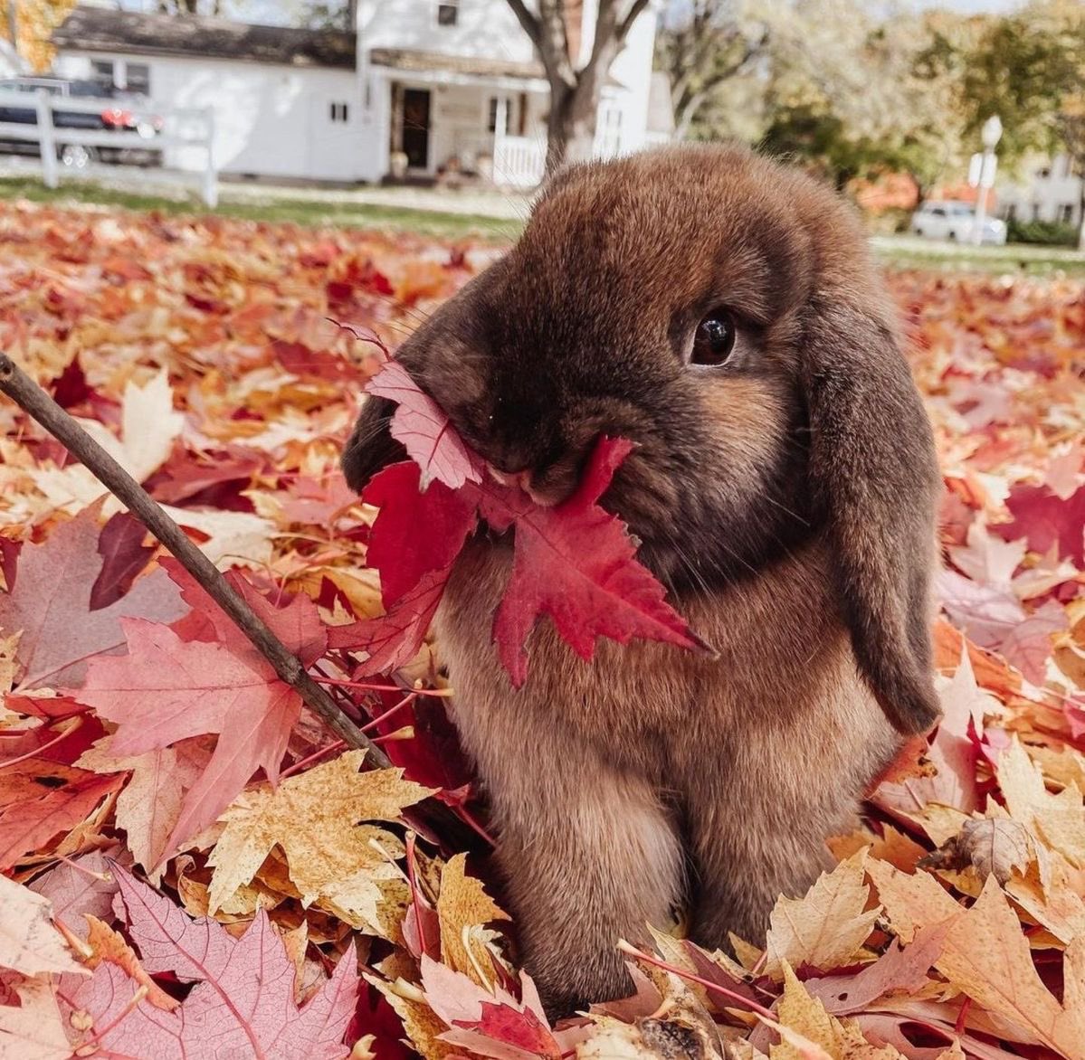 flutterbunbun's tweet photo. https://t.co/cA0gBelUNQ