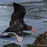 Photo by Wader Quest (@waderquest)