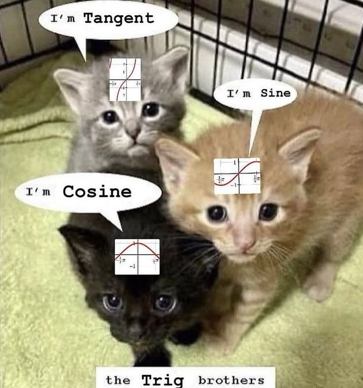 catblep's tweet photo. https://t.co/AwVMP1OsYy