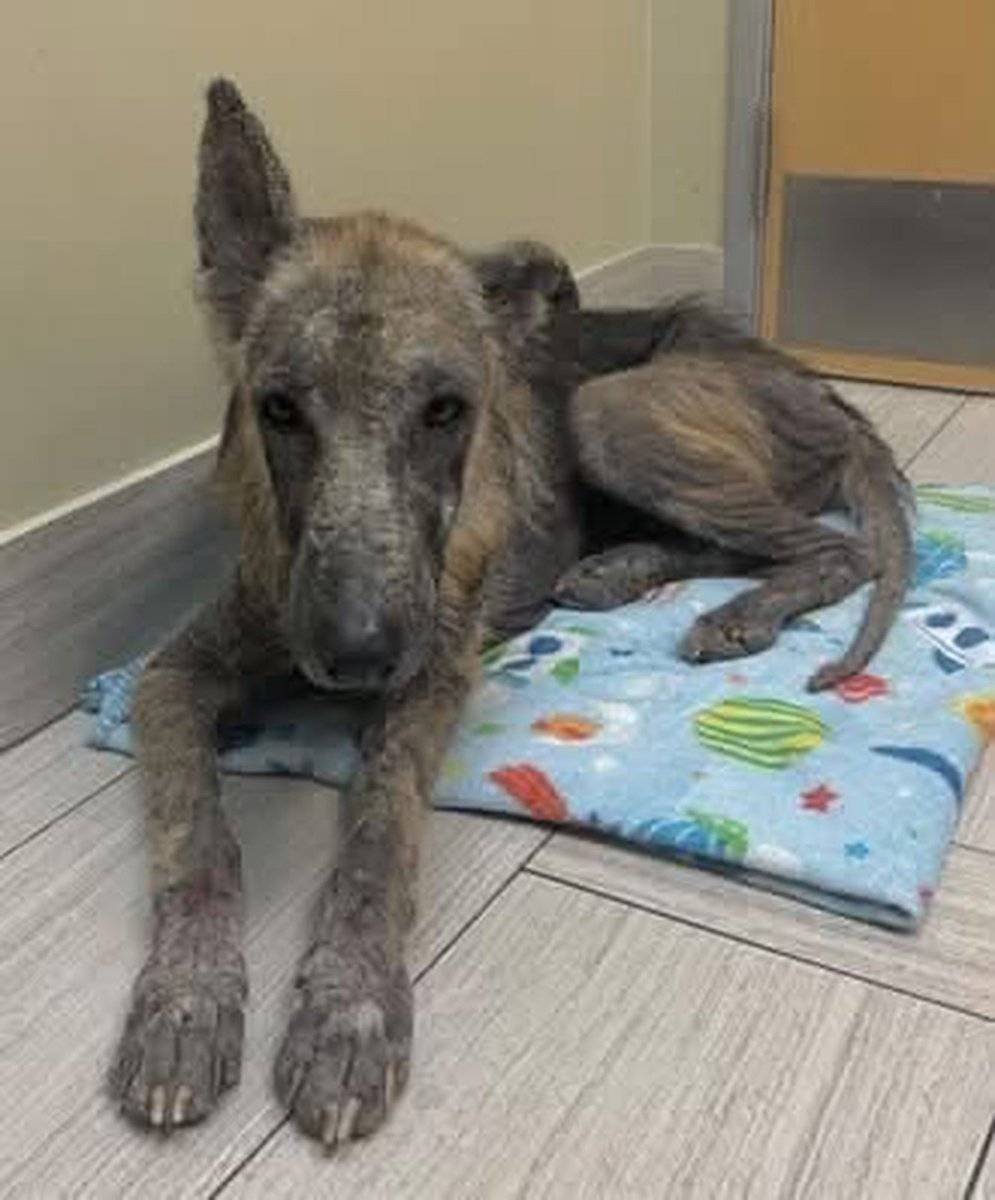 LisaBrabson's tweet photo. ARLO #A391028 hard to believe he is only 6yo
Sweet abandoned boy,left to fend for himself,nearly starved to death, hairless from painful,Alopecia 
Yet,he hasn't given up hope!
Let's get this angel😇the care he desperately needs
Plz #Pledge to attract a rescue 
#CorpusChristiACS https://t.co/qwZnuYEVnA
