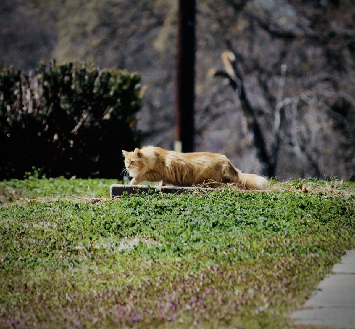 Rebecca31635712's tweet photo. Catober Day 10: #claycenterkansas #outdoorphotography #outdooradventure #downtownphotography #animalphotography #catphotography #catsofinstagram #cats #catober #photographychallenge #photographyislife https://t.co/8PzFHozX6s