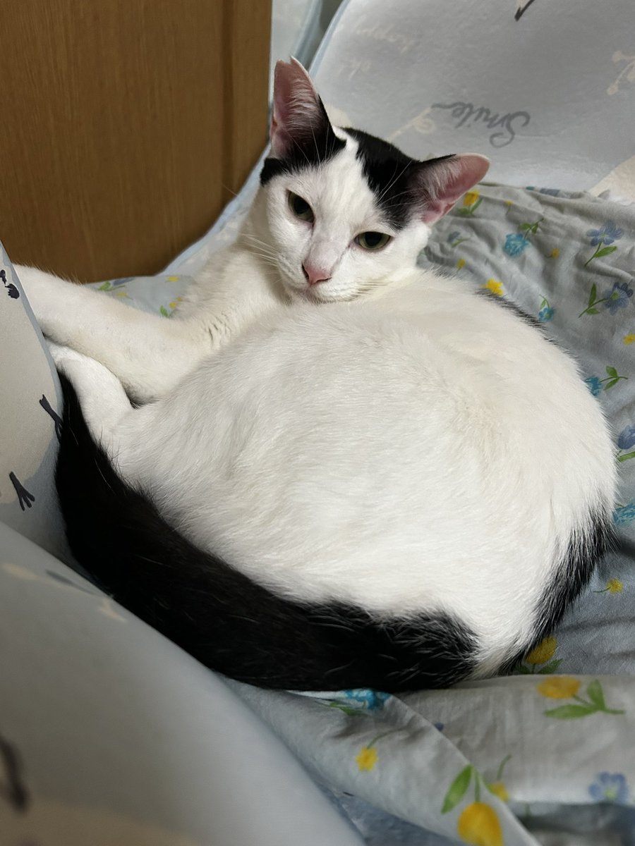 necojryo's tweet photo. 真夜中晩にゃ〜😻 ＃猫のいる暮らし𓏲𓎨 ＃猫のいる幸せ ❤️ https://t.co/AH9S6NprcB