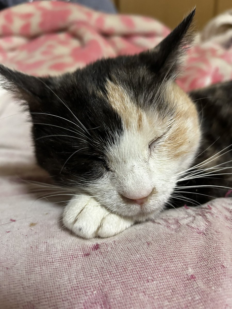 necojryo's tweet photo. 真夜中晩にゃ〜😻 ＃猫のいる暮らし𓏲𓎨 ＃猫のいる幸せ ❤️ https://t.co/AH9S6NprcB
