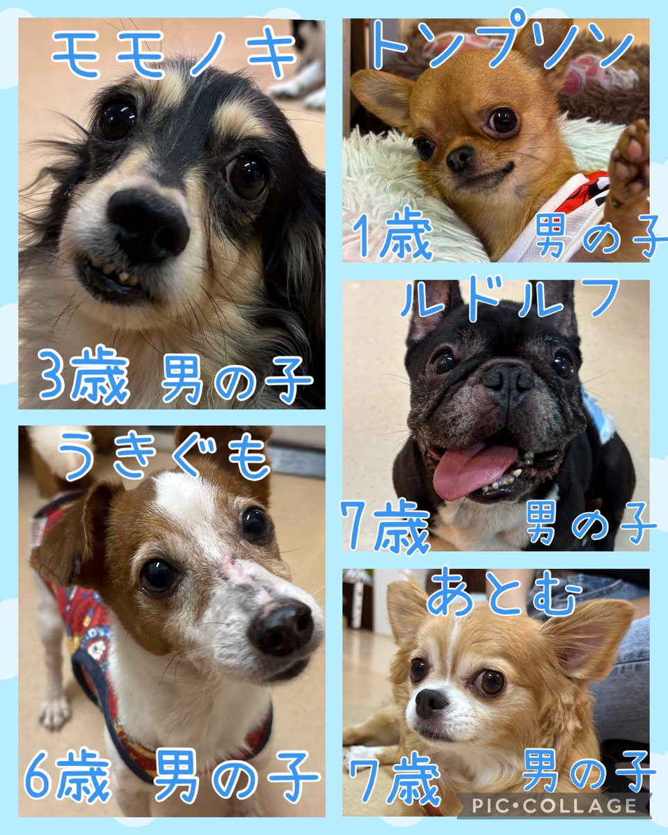 hogokencafeten1's tweet photo. おはようございます☀️

保護犬カフェ天神橋店
今日の里親様募集中メンバーです🐾
1頭でも多くの子達が幸せになれますように✨

先住犬🐶を連れて来ていただくと
相性も見れますよ🐾
気になる子がいましたら
お気軽にお電話にてお問い合わせ、
スタッフにお声かけください☺️
譲渡には審査がございます。 https://t.co/MZfpl0O63N