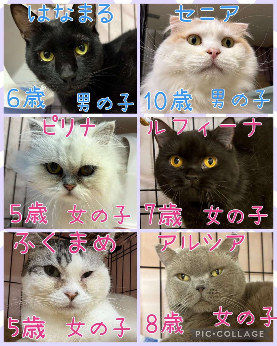 hogokencafeten1's tweet photo. おはようございます☀️

保護犬カフェ天神橋店
今日の里親様募集中メンバーです🐾
1頭でも多くの子達が幸せになれますように✨

先住犬🐶を連れて来ていただくと
相性も見れますよ🐾
気になる子がいましたら
お気軽にお電話にてお問い合わせ、
スタッフにお声かけください☺️
譲渡には審査がございます。 https://t.co/MZfpl0O63N