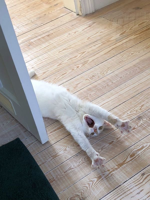 NoCatsNoLife_m's tweet photo. https://t.co/Qyg2R4gy7t