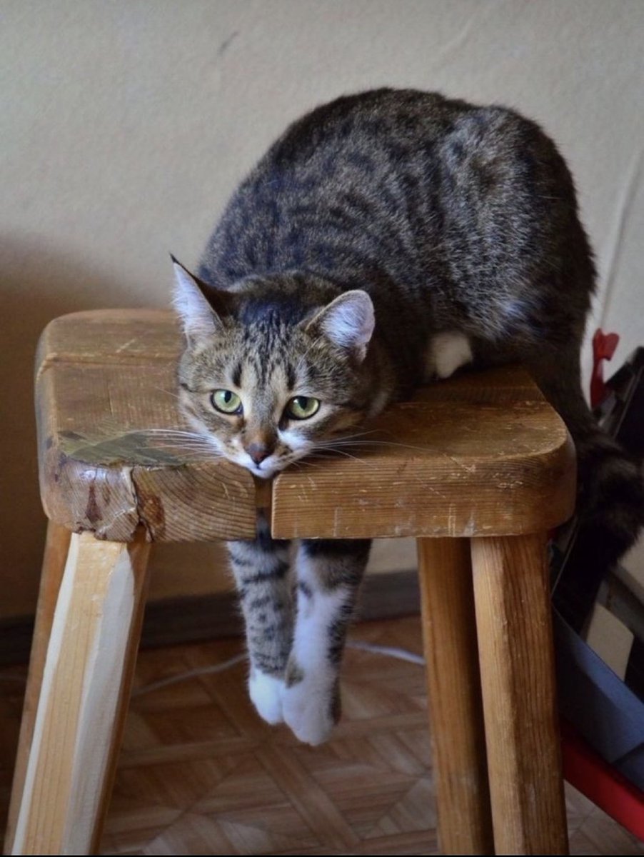 animal_kyawa_'s tweet photo. 飼い主に叱られ反省中の猫 https://t.co/jLxHSccxBC