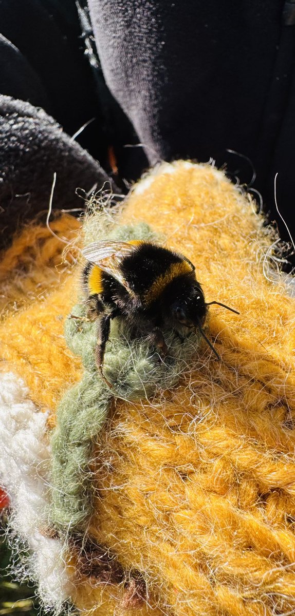 Hammer11Run's tweet photo. This little beauty had a little helping hand to safety in the church gardens today, almost got trodden on 😬
We even managed a little stroke 😂
good deed from the eldest 🐝 #bee #nature #sundayvibes https://t.co/Rm173U894A
