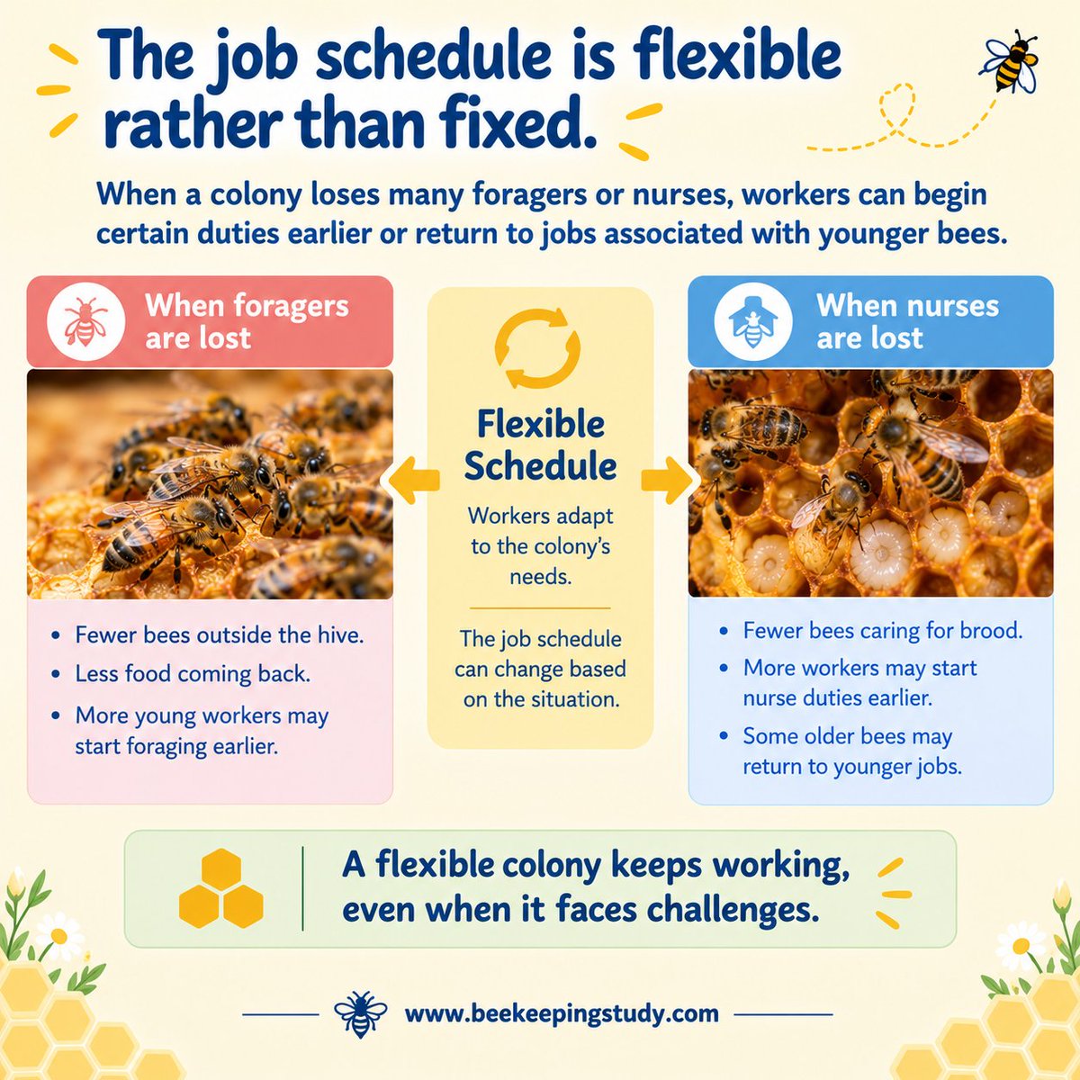 BeeKeepingStudy's tweet photo. The Worker Bee job schedule is flexible rather than fixed. When a colony loses many foragers or nurses, workers can begin certain duties earlier or return to jobs associated with younger bees. https://t.co/eNO9qUoLJH