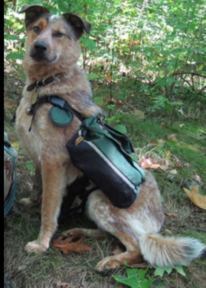 feelgoodtale's tweet photo. WARNING: You may want a dog after reading this🥹❤️

They threw him from the back of a truck like he was nothing.

It was evening when the skinny, diseased little dog staggered into my driveway. His fur was falling out from severe mange, his skin was bleeding, and the smell of infection clung to him like death itself. Ear mites. Worms. Open sores. He looked like a creature the world had already given up on. I had two tiny Yorkies at home and I was terrified he would infect them, so I kept him outside the fence. But somehow, despite being weak and starving, he slipped under the gate and crawled beneath my shop building. I asked my partner to get rid of him while I went to dance class that night.

But when I came home, everything had changed.

My partner looked at me and quietly said, “I fed him. He’s actually a really nice dog.” From that moment on, the dog followed me everywhere. Not because he was trained. Not because he had to. But because somewhere deep inside, he had already decided I was his person.

A few days later, I was moving my horses back into the pasture when one bolted toward the wrong gate. Before I could react, that broken little stray sprang into action. He circled around me, cut the horse off perfectly, and herded every horse through the correct gates like he had been doing ranch work his entire life. When he finished, he stopped, sat down near the last gate, and looked at me with those quiet eyes as if asking, “Did I do good?” That was the moment my heart gave in. I walked back to the house and told my partner, “We’re saving this dog.”

I named him Solo.

For four long months, we treated his mange, healed his bleeding skin, cleared the worms from his stomach, and cleaned the mites from his ears. Underneath all the pain was a beautiful Australian cattle dog and shepherd mix who had probably never known kindness before. The vet guessed he was only five or six months old. Just a baby. Yet somehow, despite everything humans had done to him, he still trusted us completely.

And then one day, Solo repaid that love with his life.

My neighbor owned aggressive pit bulls. One broke into my fenced yard and attacked me. I still remember the terror of feeling teeth sink into my body. But before it could do worse, Solo launched himself at the dog and fought it off. Later, animal control put that dog down. My partner bought me an ax handle afterward and told me to keep it nearby in case the dogs returned.

A month later, they did.

Two pit bulls charged me in my own pasture. I screamed, and from somewhere across the property, Solo came running like a bullet. He threw himself into a fight he had no chance of winning — not because he was fearless, but because I was in danger. While he battled them, I grabbed the ax handle and fought beside him until the dogs finally fled.

They nearly killed him that day.

The vet bills for both of us were enormous, but the sheriff looked me in the eyes afterward and said, “If that dog hadn’t been here, you probably wouldn’t be alive.”

Solo was only fifty-five pounds. He didn’t bark much. He wasn’t intimidating. But heaven help anything that tried to hurt the people he loved.

We had him for seventeen years.

Seventeen years of loyalty. Seventeen years of silent companionship. Seventeen years of a dog who never forgot that someone once chose to save him instead of turning away. In 2019, Solo crossed the rainbow bridge, and even now, years later, not a single day passes without me missing him.

People say dogs don’t understand rescue.

But I believe they do.

Because every time Solo looked at me, every time he walked beside me on mountain trails, every time he put himself between me and danger, it felt like he was saying the same thing over and over again:

“You saved me… so I’ll spend my whole life saving you too.”