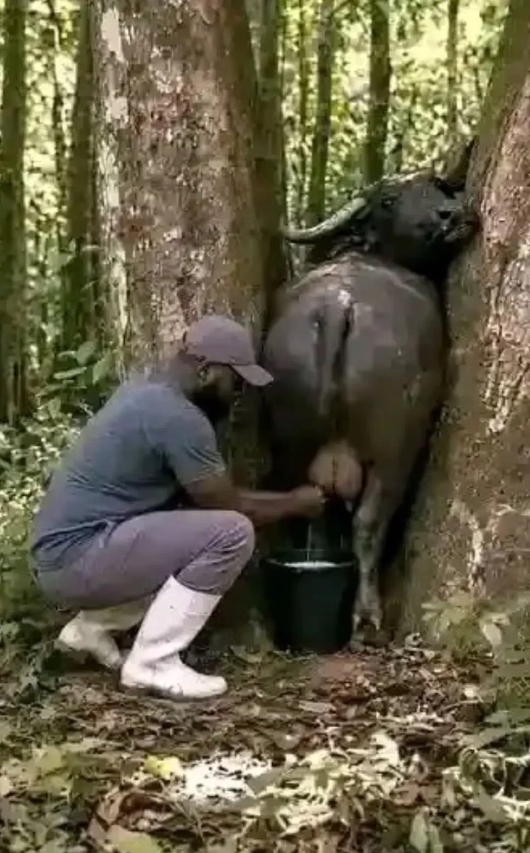 Psilocybin5310's tweet photo. No ũkore ruto rĩ arahĩtanirie na mũgĩkũyũ aramwĩra ĩthuĩ tũkamaga mbogo tũikarĩire njege. 😂😂😂 big shataut to those who will understand this Russian quote. https://t.co/0vv4ywSfrG