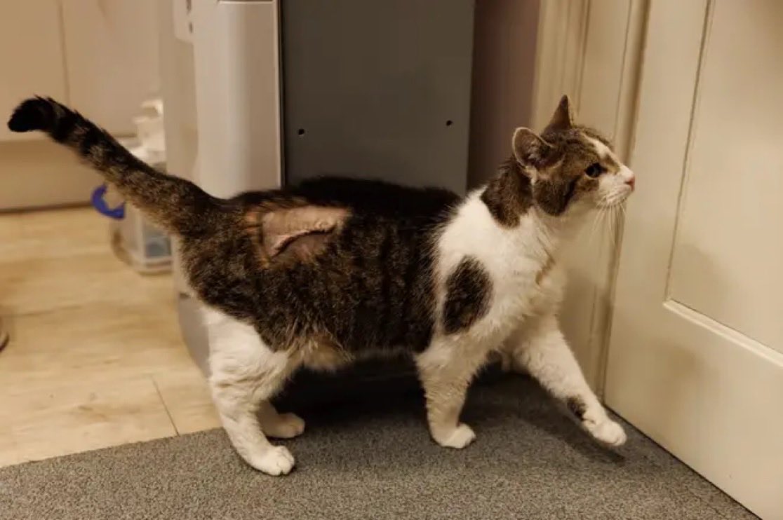 Number10cat's tweet photo. Chicks dig the scar https://t.co/E1fE8Iyu8G