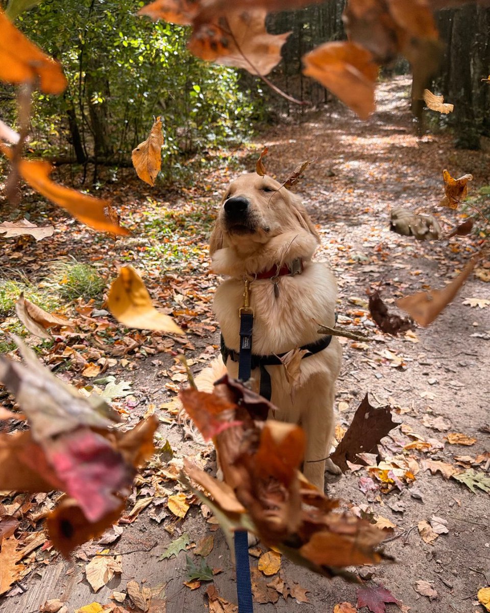 ECADServiceDogs's tweet photo. SDiT Limerick is not fully convinced about the falling leaves. 🍂💚
Every walk helps your Service Dogs in training build confidence – even when nature gets a little dramatic.
#ECADServiceDogs #ServiceDogInTraining https://t.co/WXQLpCfHXj