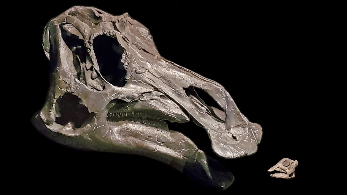 ARGAtheropodfan's tweet photo. He's not wrong, tho. 
Maiasaura was a pretty ugly animal. Especially among hadrosaurs, who were likely some of the most beautiful dinosaurs.

Cute as a hatchling, then reverse glow-up. https://t.co/YNWGV5okn5