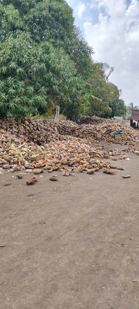 ahmedaliom's tweet photo. coconut production, water, oil, and food uses

​Production: In lower Shabelle (Awdheegle) ripe coconuts are harvested, collected in large piles, and de-husked for processing and trade. 
#AgricultureNews
#Lower shabbele #somalia https://t.co/2CMKCZBE99