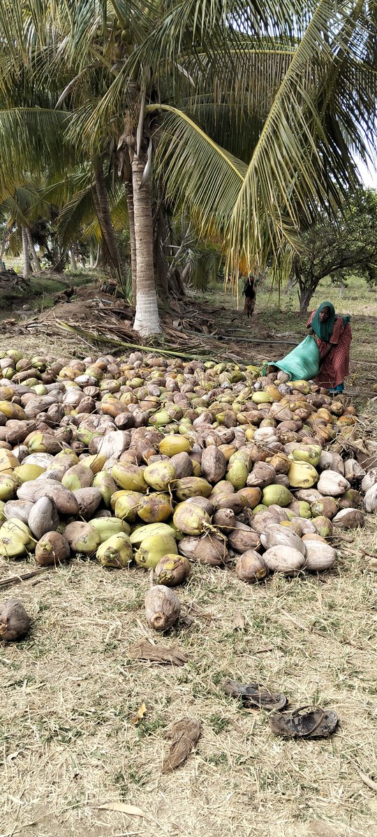 ahmedaliom's tweet photo. coconut production, water, oil, and food uses

​Production: In lower Shabelle (Awdheegle) ripe coconuts are harvested, collected in large piles, and de-husked for processing and trade. 
#AgricultureNews
#Lower shabbele #somalia https://t.co/2CMKCZBE99