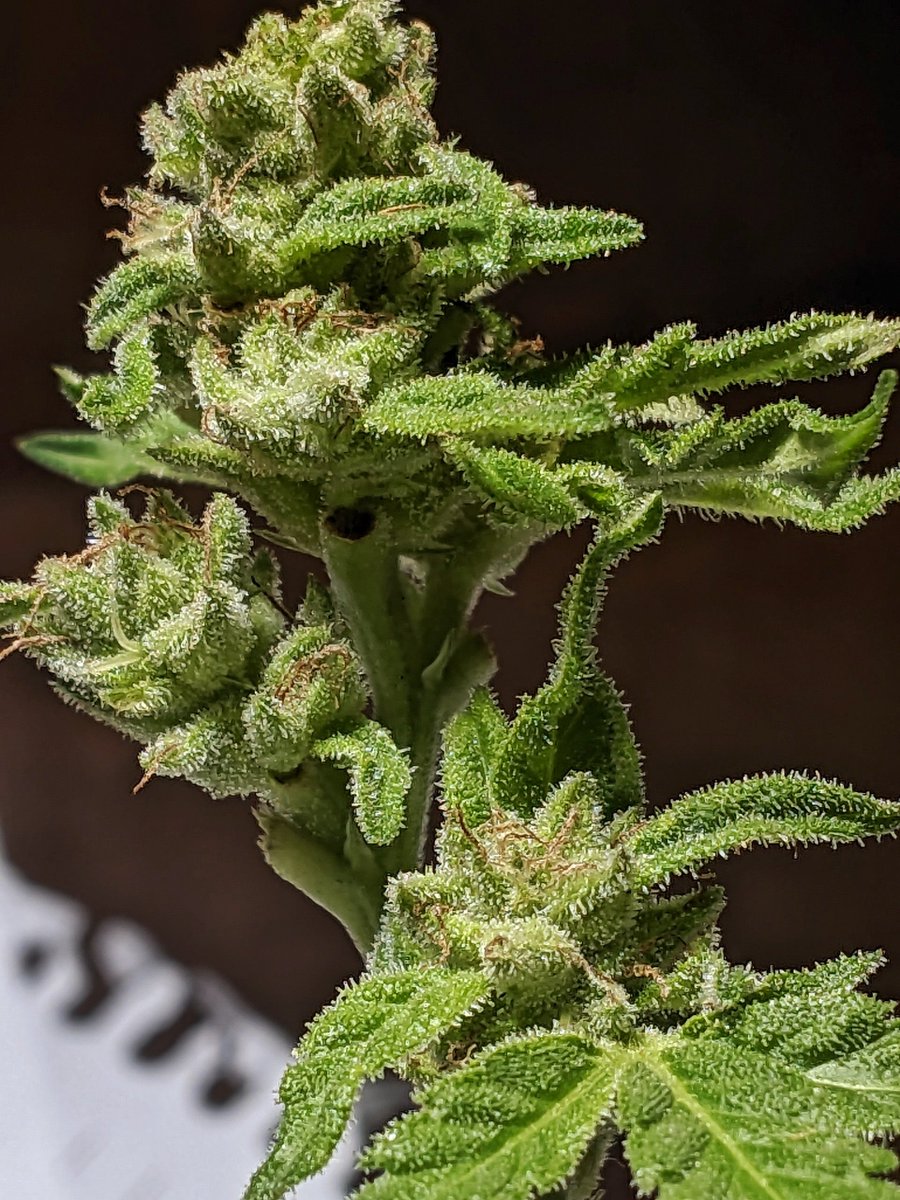 Flowery420's tweet photo. A cannabis é mto bonita 🔎🪴👍🏼

#growyourown
#cannabisculture
#cannabiscommunity
#grower
#outdoor 
#marijuana https://t.co/qdbrQEhVgB