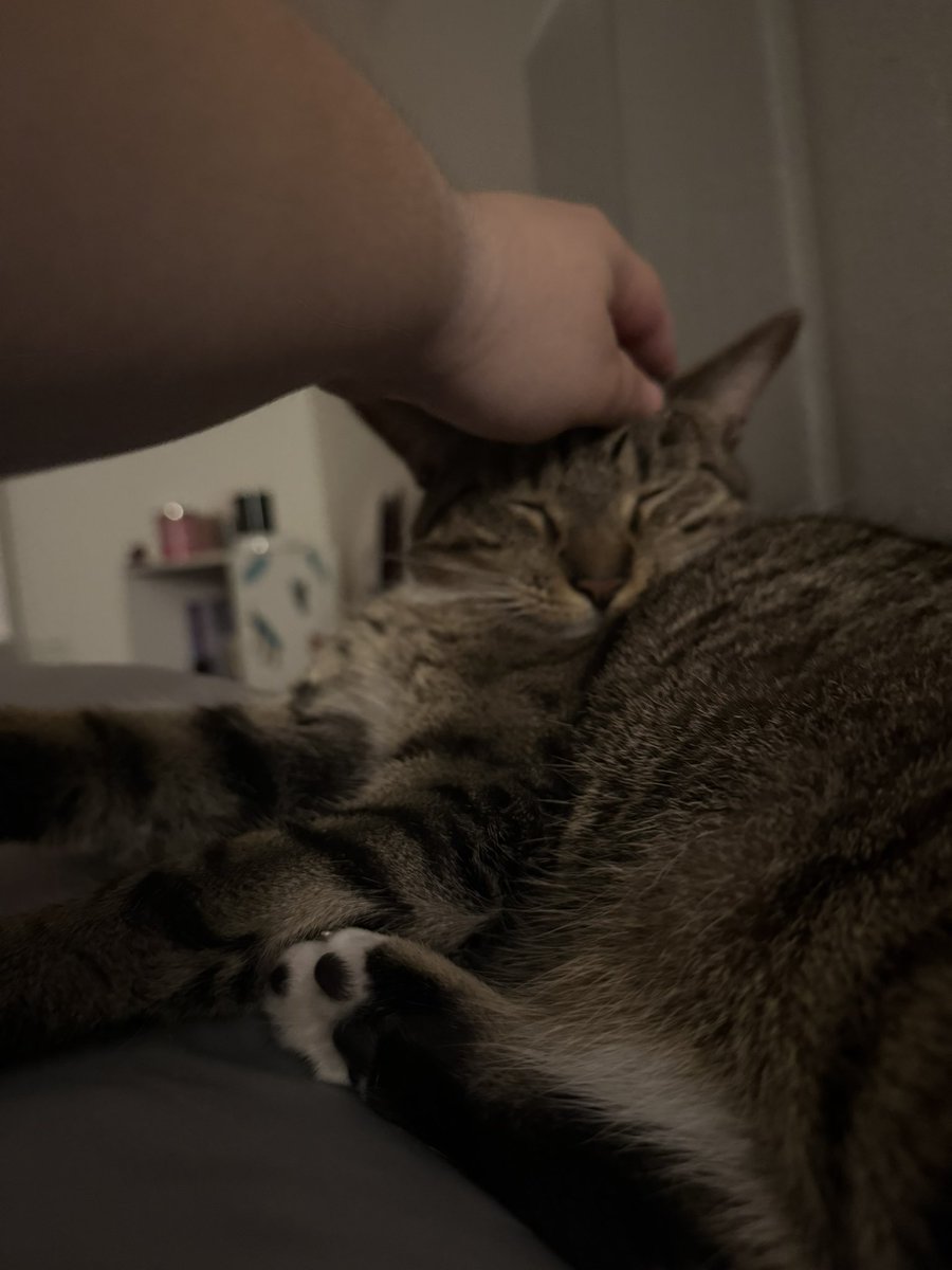 mrmeowserr's tweet photo. ouhgeeee https://t.co/Iih9SX17cX
