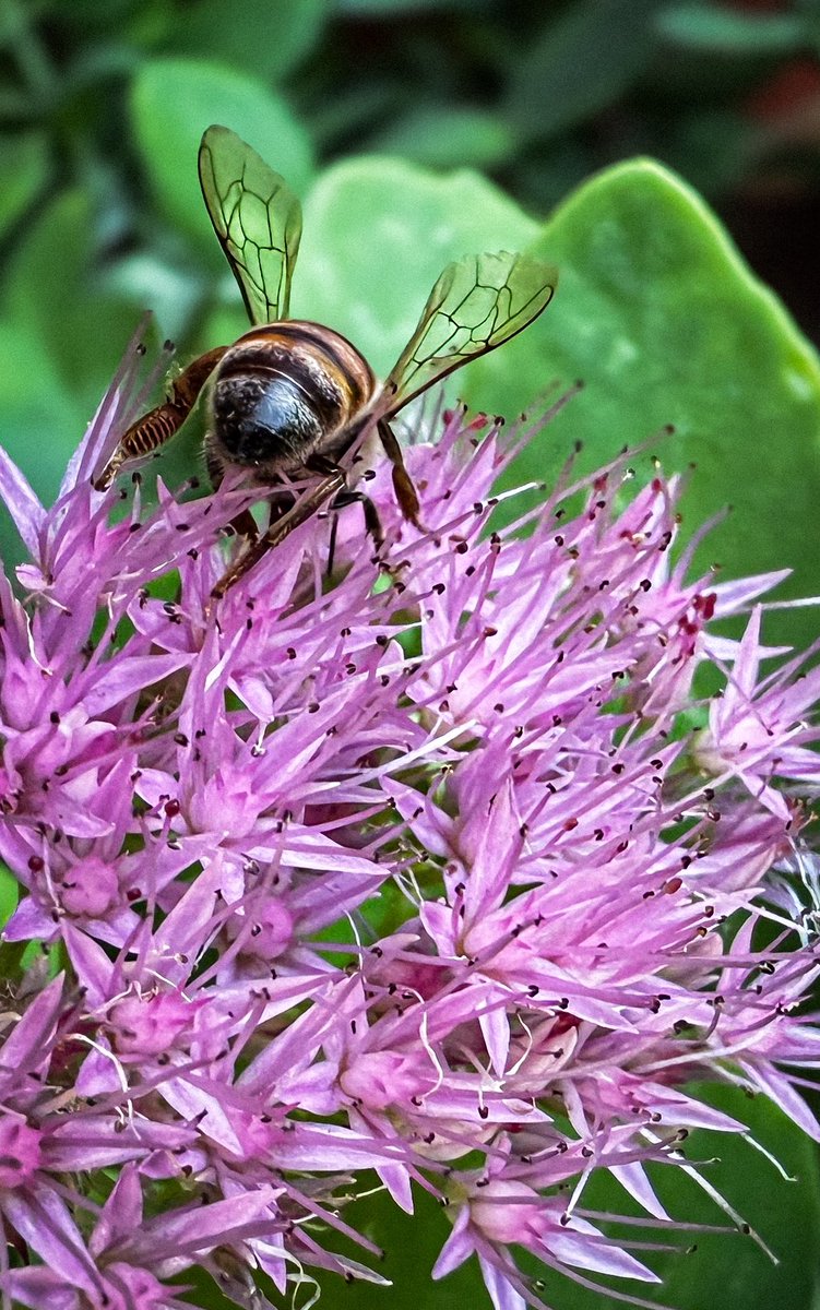 ScholarStephens's tweet photo. Sedum with a cute little #bee.
#FlowerReport #FlowerPhotography https://t.co/q50iVdXniy