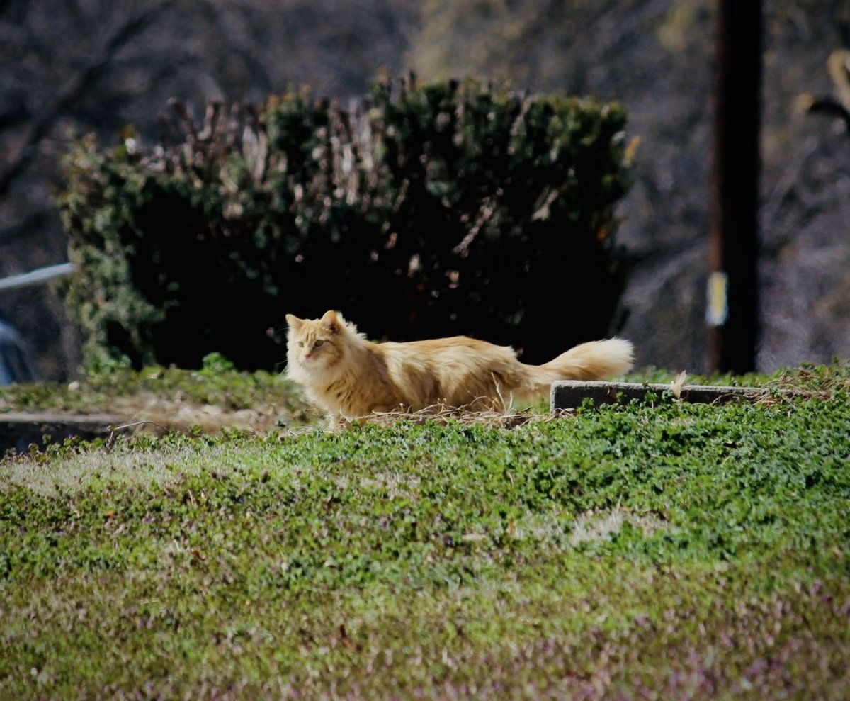 Rebecca31635712's tweet photo. Catober Day 11: #claycenterkansas #outdoorphotography #outdooradventure #downtownphotography #animalphotography #catphotography #catsofinstagram #cats #catober #photographychallenge #photographyislife https://t.co/RrQWsBh2wY