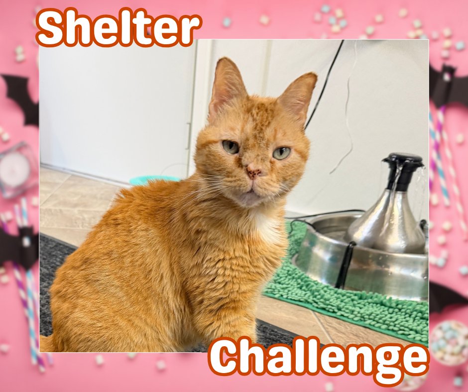 BlindCatRescue's tweet photo. Falling for Paws Shelter Challenge is here! 🐾 Vote for blind, FELV+, &amp; FIV+ cats—it's free &amp; quick! Daily votes help them win! 😺 🐾

🔗 VOTE: https://t.co/Q3h60gqEjw
📧 Need a reminder? Email: blindcat@blindcatrescue.com

Thank you so much for helping the kitties! 💙 https://t.co/R6zXgPTbl2