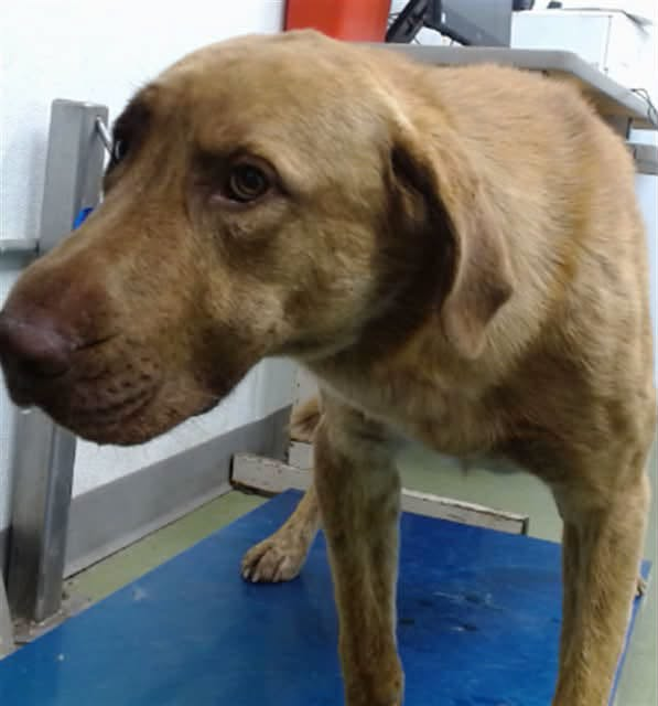 cashsmama08's tweet photo. 🚨💔AMADEUS IS SUPER URGENT AT DEVORE, CA SHELTER💔🚨
Amadeus is fearful but still sweet and friendly and is available for public adoption.🙏❤️
HE NEEDS A RESCUE COMMITMENT BY THE END OF TODAY 10/11‼️‼️‼️
AMADEUS - ID #A852796 (available 10/4/26)
Description: I am a brown brindle, unaltered male, who looks like a Labrador Mix.
Age: I am estimated to be 4 years old.
More Info: I am in kennel D 08.
I have been at the shelter since Sep 29, 2026.
I was found near Duncan Rd X Sacramento Rd in Pinon Hills
📍Devore Animal Shelter
19777 Shelter Way
San Bernardino, CA 92407
Phone Number: (909) 386-9820
 Shelter’s rescue coordinator:
SBAC.rescue@dph.sbcounty.gov
Hours:
Mon-Tue, Thu-Fri: 10:00 AM - 6:30 PM
Wednesday: 10:00 AM - 7:00 PM
Sat-Sun: 10:00 AM - 5:00 PM
PLEASE SHARE AMADEUS!🙏 
DEVORE IS EUTHANIZING SO MANY DOGS💔😥