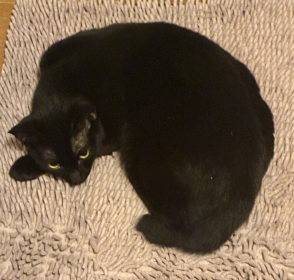 Mana9625's tweet photo. お風呂の足拭きマットのイボイボが気に入ったらしい🐈‍⬛ https://t.co/zVbcPwiHq9