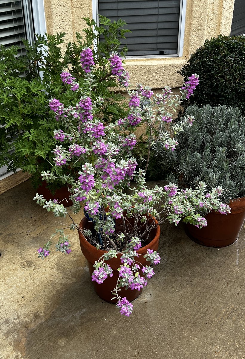 sean_kushner's tweet photo. My sage and citronella plants are looking happy.

#backyardplants #happyplants #sage #citronella #greenthumbwannabe🌱🌿☀️ https://t.co/mU1jxmbOvJ