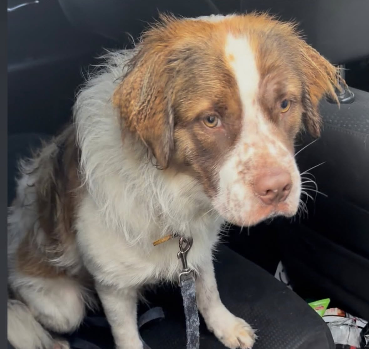 joey_tuccio's tweet photo. Another dog we just rescued from Skid Row that was tethered to a fire hydrant and abandoned in the rain. If you can foster in the Los Angeles area, please DM me. https://t.co/Xc6bbpIs5g