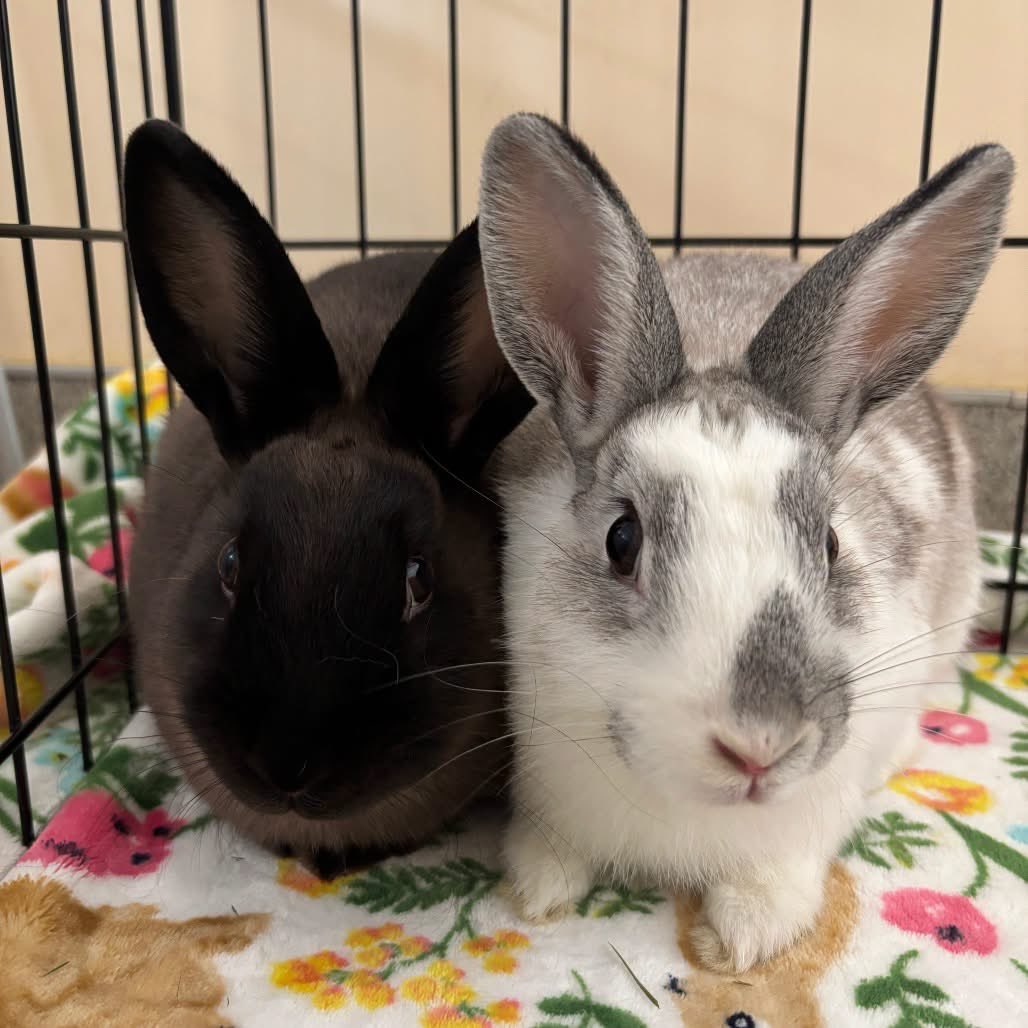 HouseRabbit's tweet photo. Chrysalis &amp; Cocoon love to explore new spaces and boop friendly hands. 🫴🐇Chrysalis, the sleek brown boy, is outgoing &amp; curious, while Cocoon is his more reserved grey spotted sister.

Adopting a bonded pair saves you the work of bonding them yourself! 💘 https://t.co/oYkgpnROmX https://t.co/CLnp4LRYtW