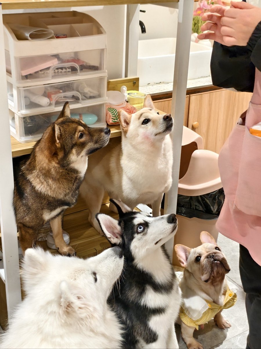 fsmhvf's tweet photo. コンビニで見かけたペット用フード、可愛い犬の前で「これを挠ってあげようか」と垂れてる尻尾の苟も一緒に飼いたくなっちゃった！ https://t.co/RCCWDkbalf