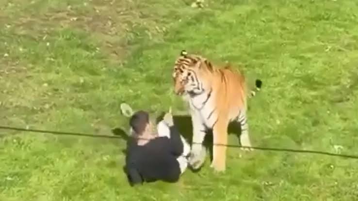 DougWahl1's tweet photo. DO YOU AGREE WITH THE ZOO'S DECISION?

The Yorkshire Wildlife Park in Doncaster, England- that's where a man was killed yesterday, after intentionally jumping into a tiger enclosure- has announced that the tiger will not be euthanized.

Is that the right call? 

Your Thoughts? https://t.co/sPJ777wQsS