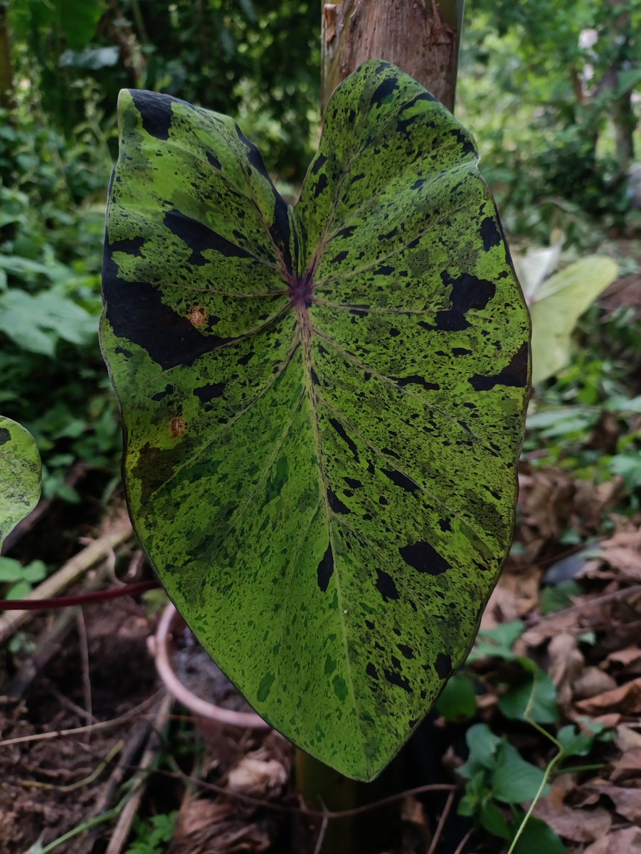 tropicochilango's tweet photo. plantas https://t.co/CodhPhfhtT