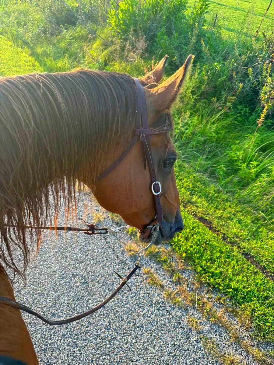 Enriqu3A's tweet photo. 🐴 https://t.co/nW0eTSlboo