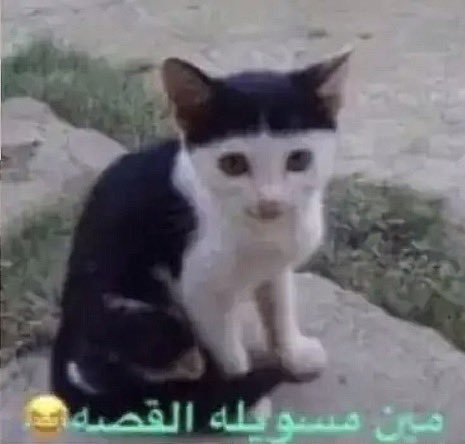 mdeofslwburn's tweet photo. انا كل مالمحت ظل مقص https://t.co/O3oXYaQ6Og