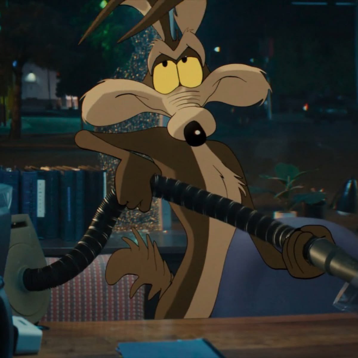allisonyayy's tweet photo. the cutest coyote ever i miss him https://t.co/jTe8cnfTjs