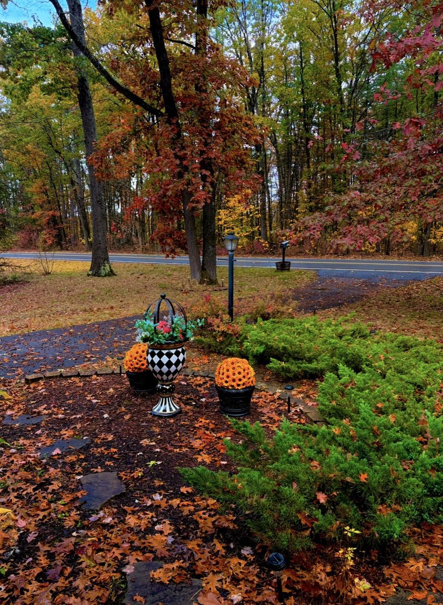 just_chantel__'s tweet photo. my front yard is an autumn dream this afternoon 🖤 https://t.co/PdVPYVgCvj